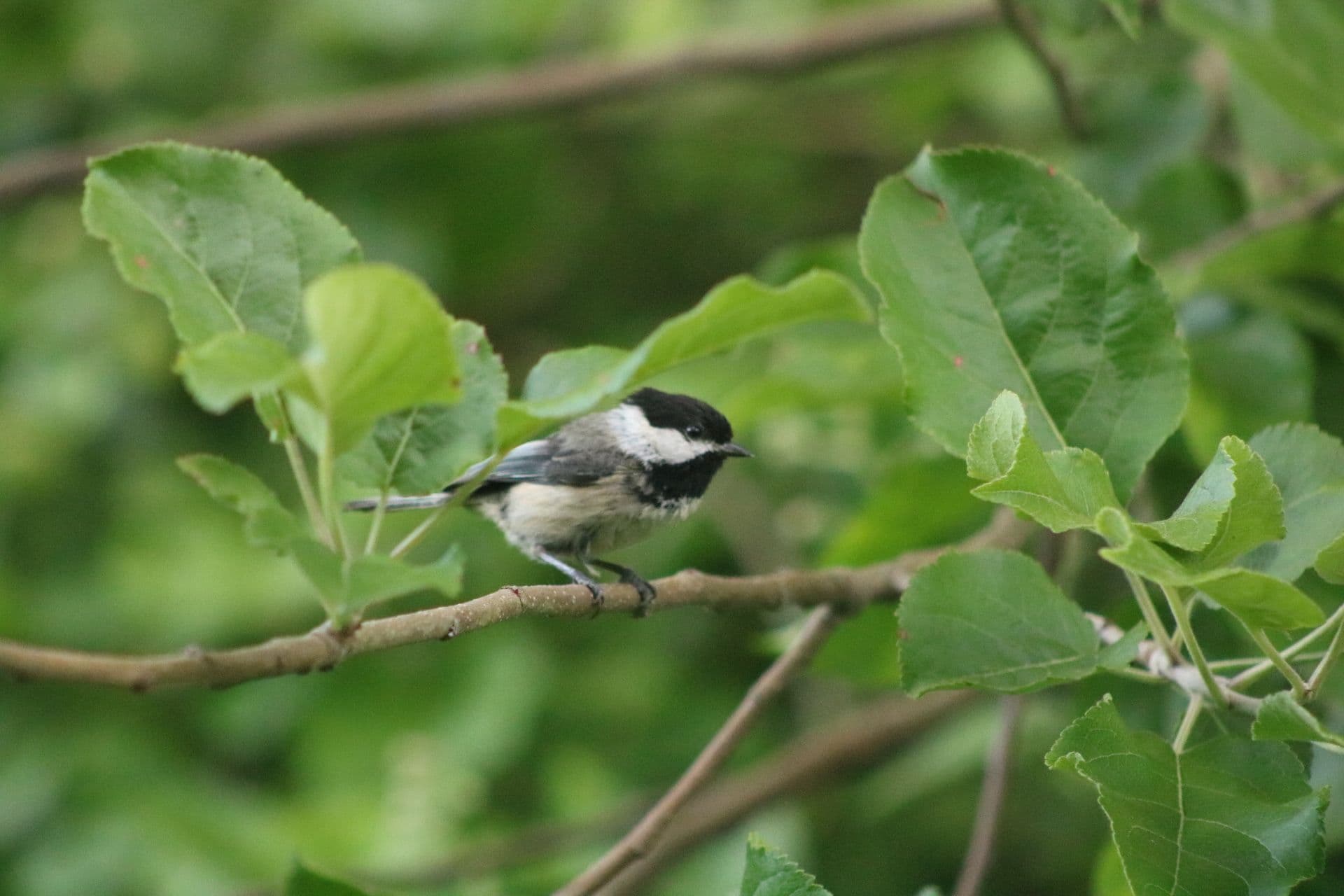 Field Trip to East Jericho Park