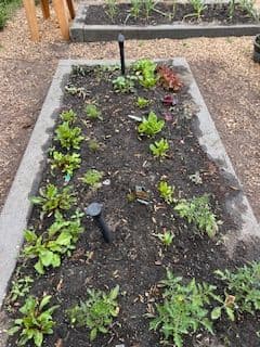 School Garden enhancement